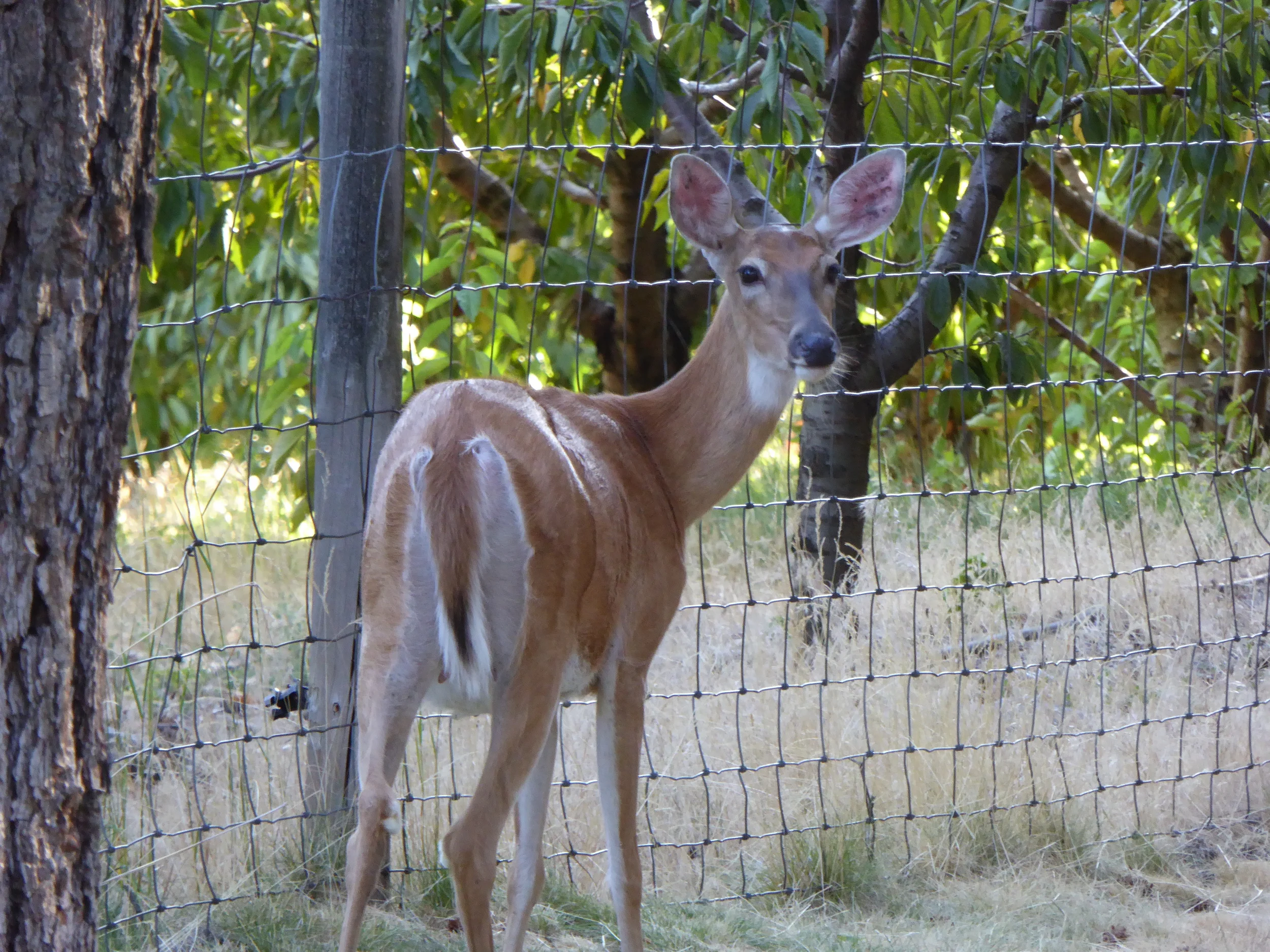 deer in front of fence.JPG