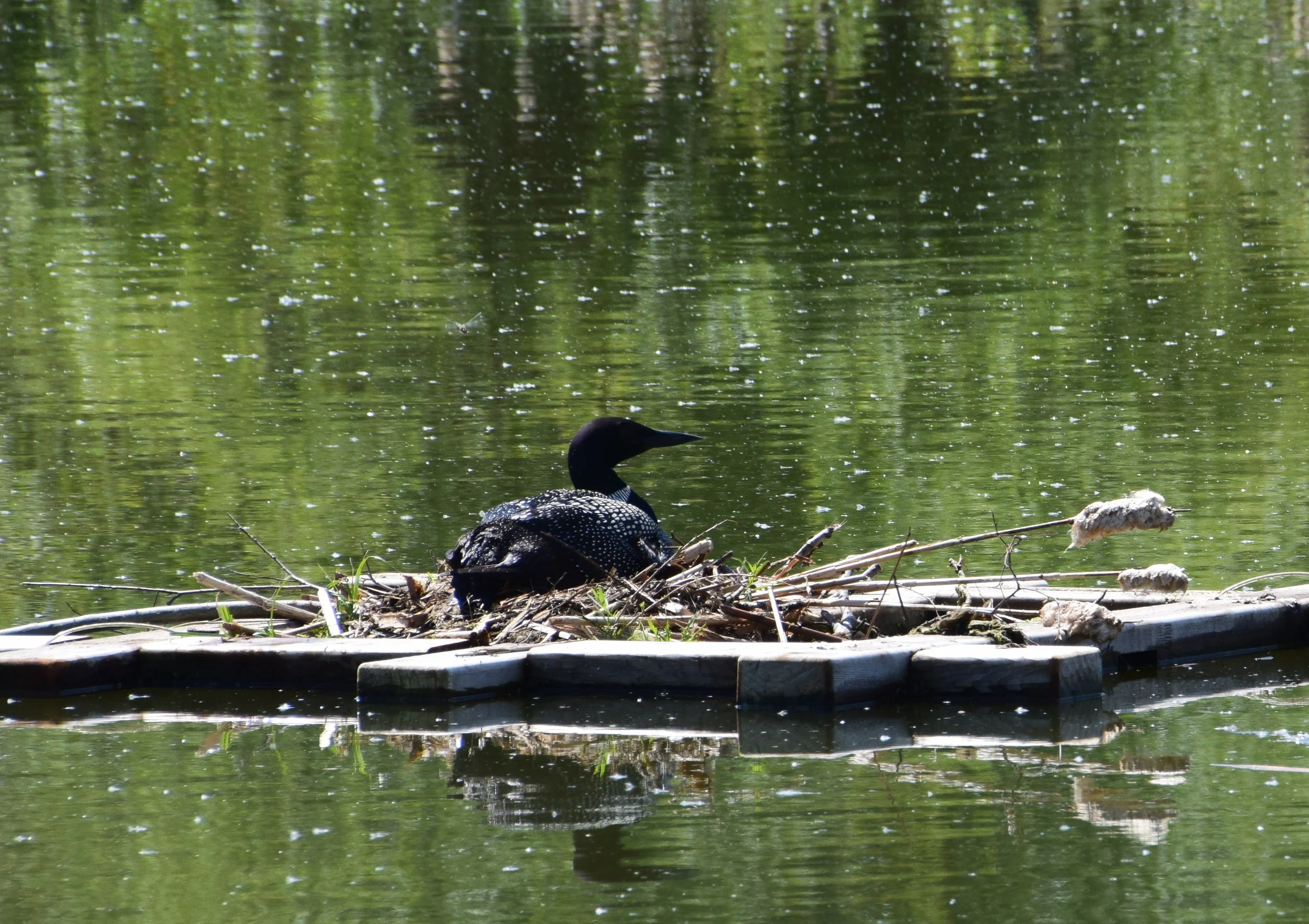 loon on loon platform GH.JPG