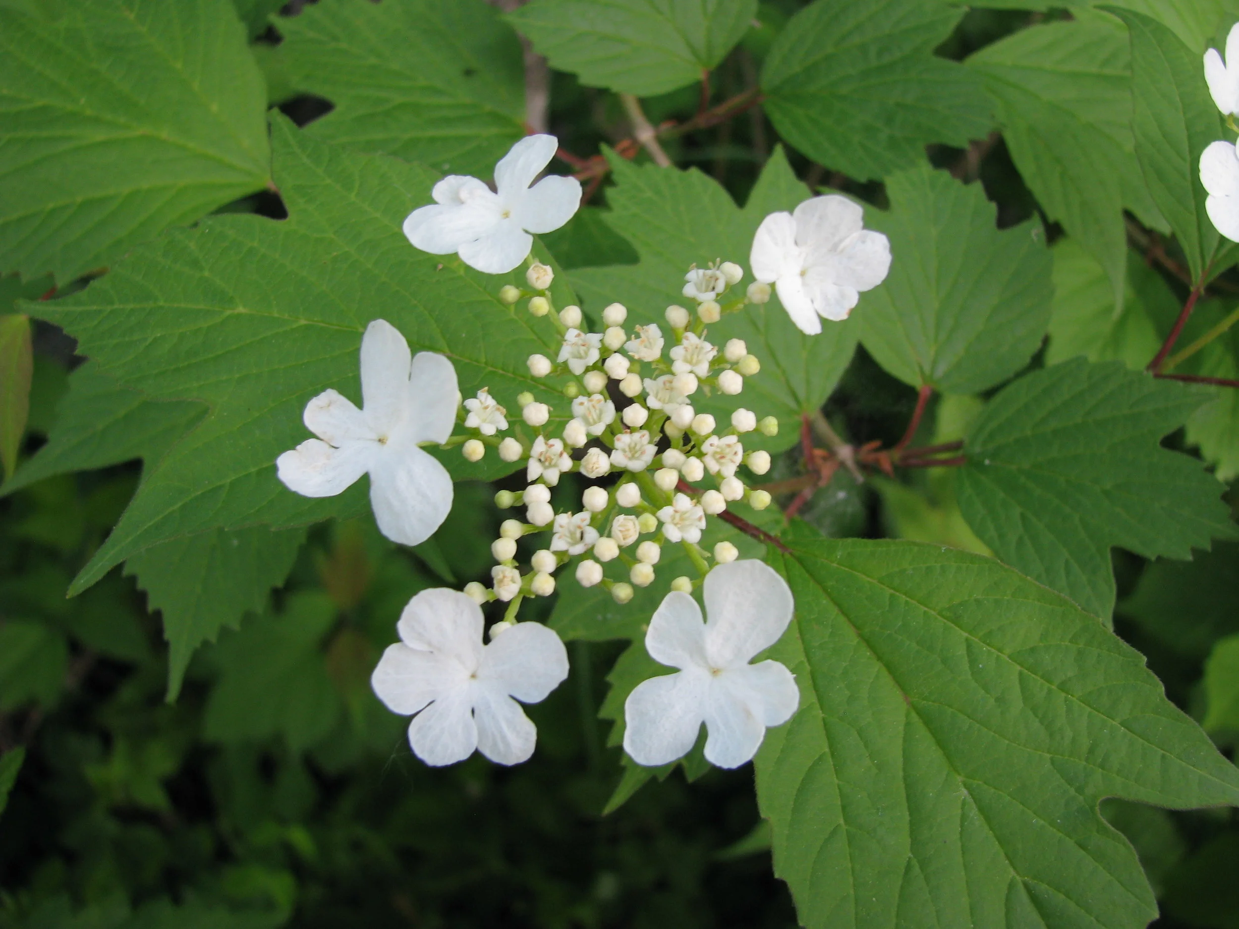 highbush cranberry flowers.JPG