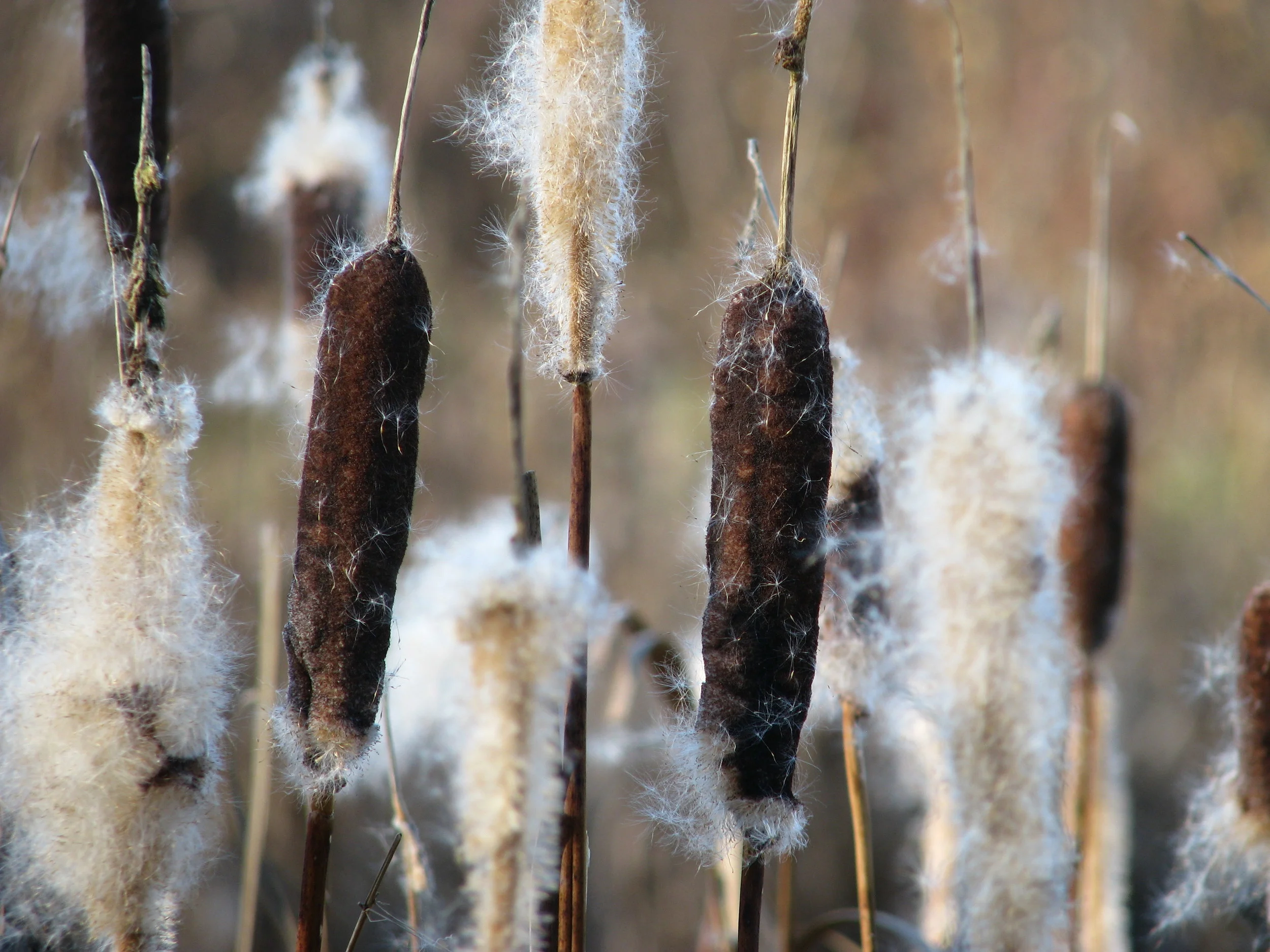 cattail flowers.JPG