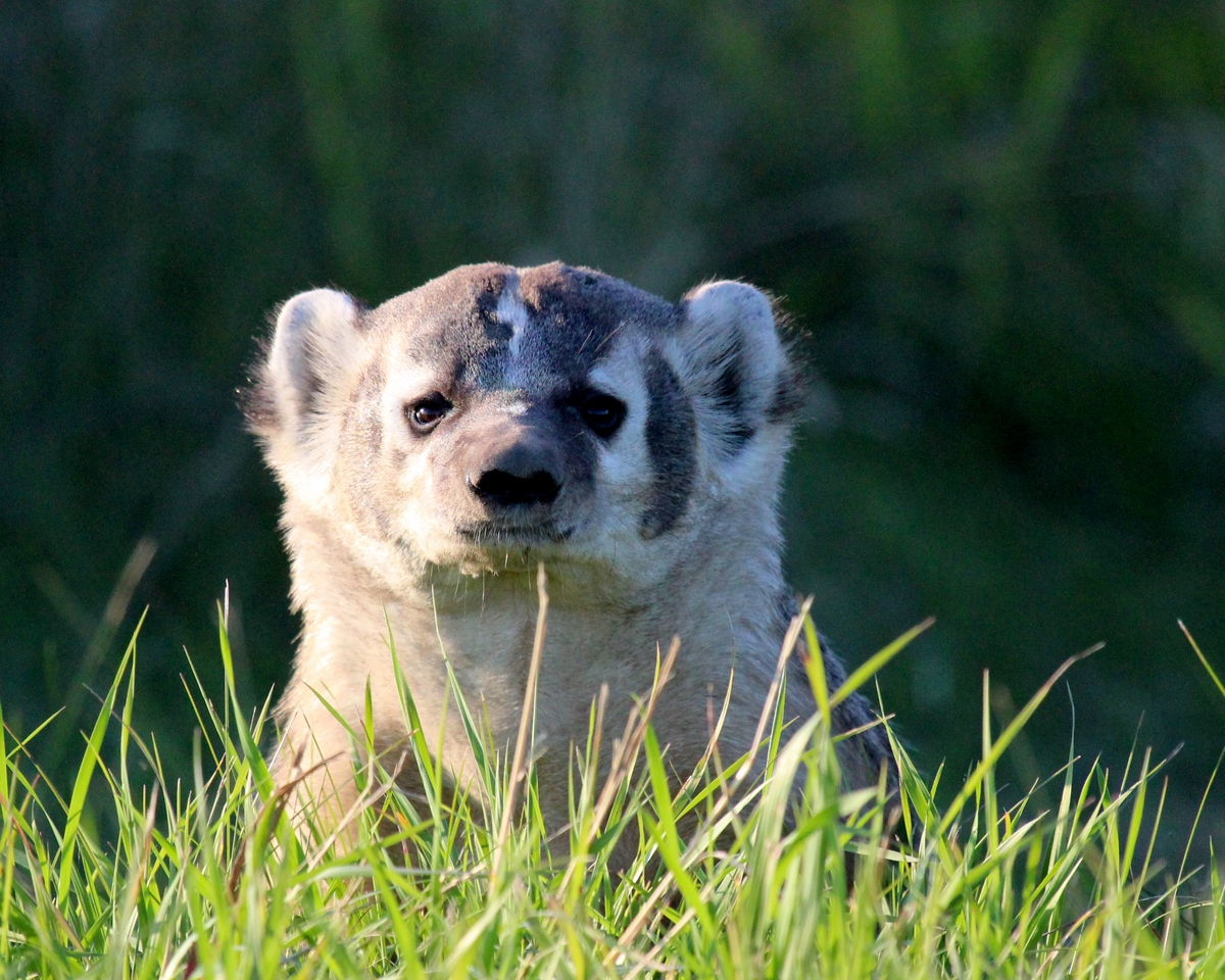 badger - Dorothy Monteith.JPG