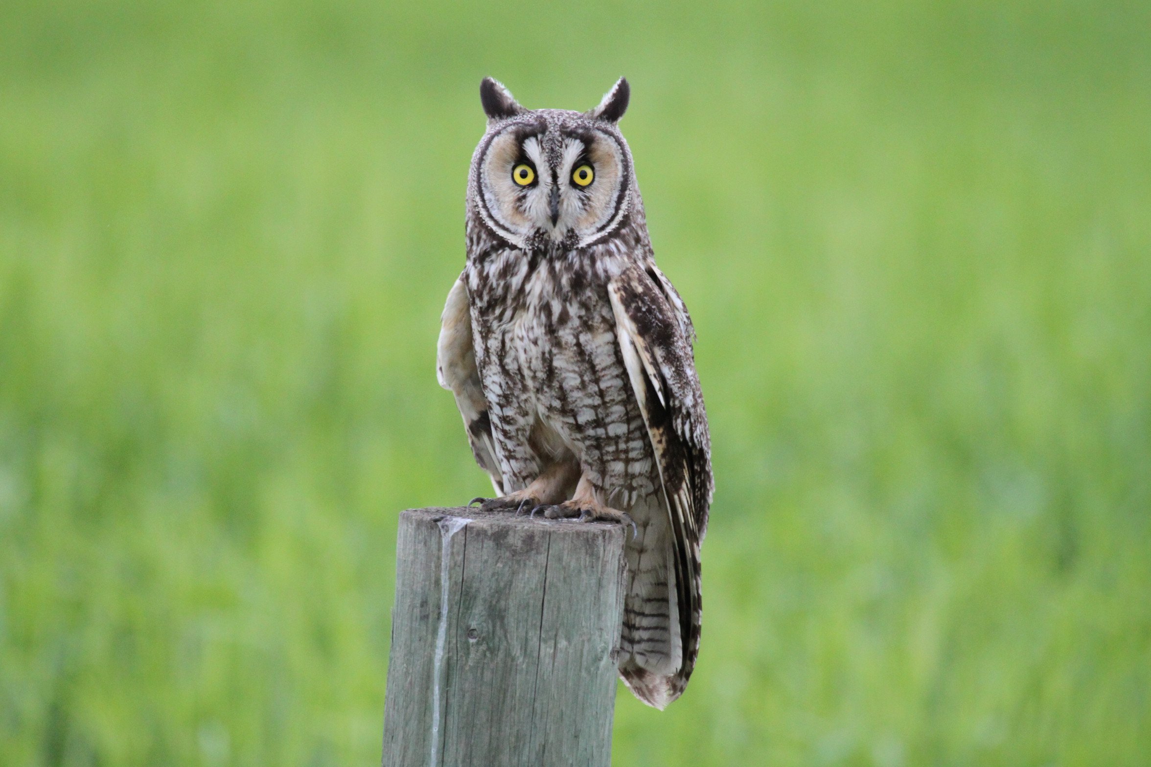 long eared owl - Dorothy Monteith.JPG