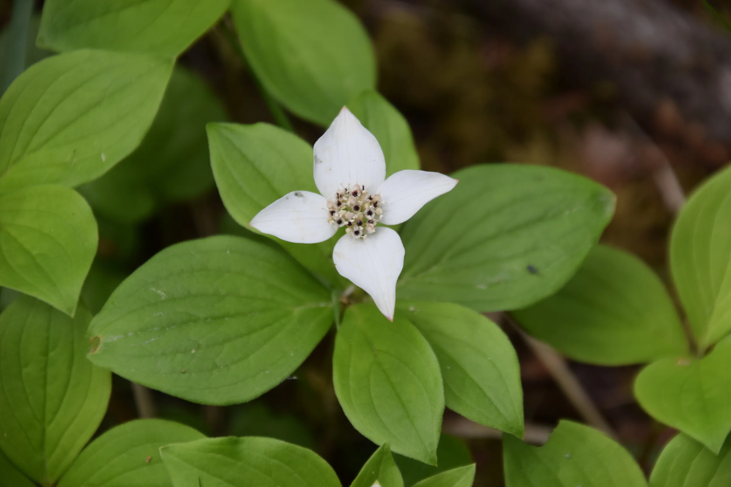 bunchberry flower.JPG