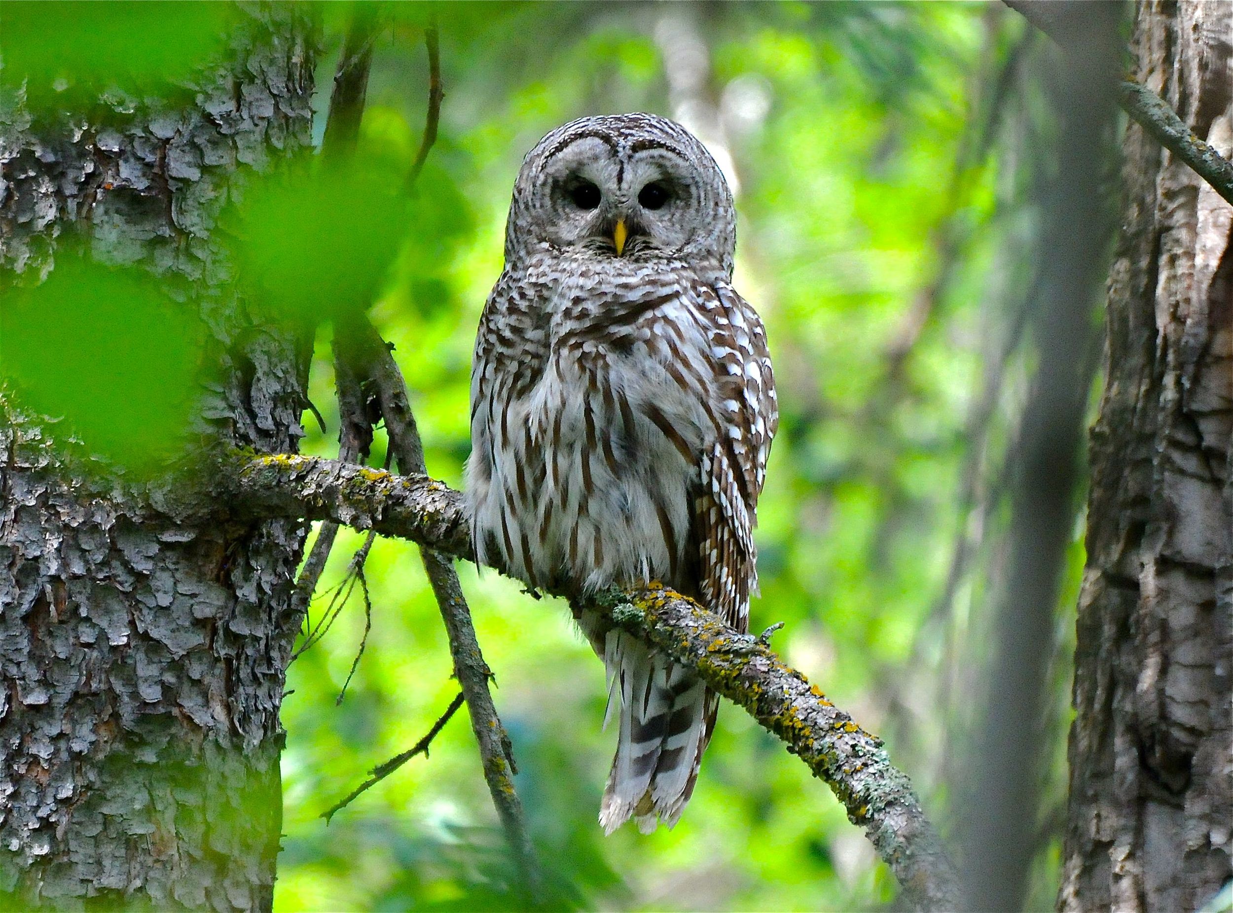 barred owl - Betty Fisher.jpg