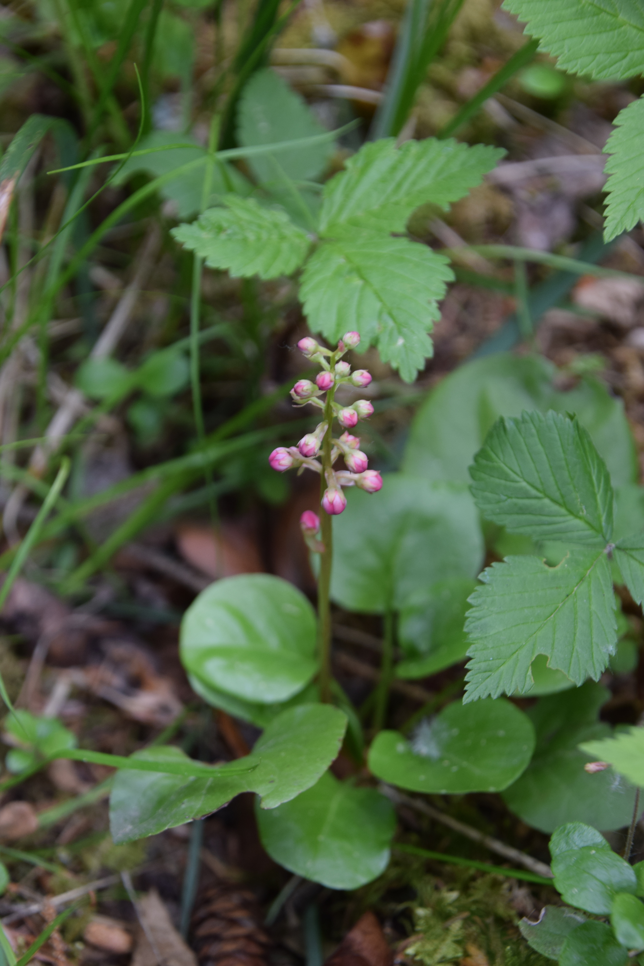 pink wintergreen.JPG