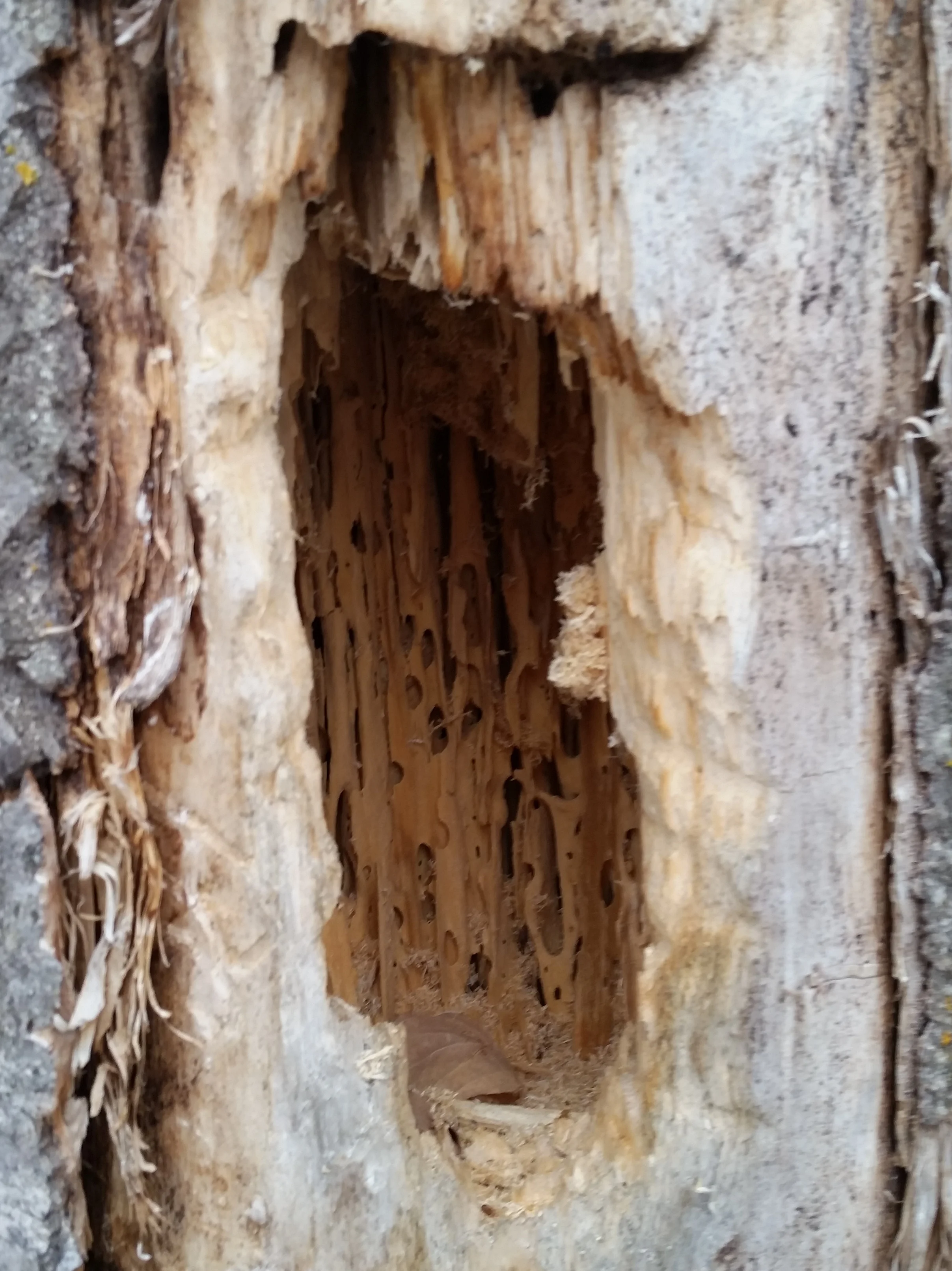 Characteristic rectangular feeding hole made by Pileated Woodpeckers