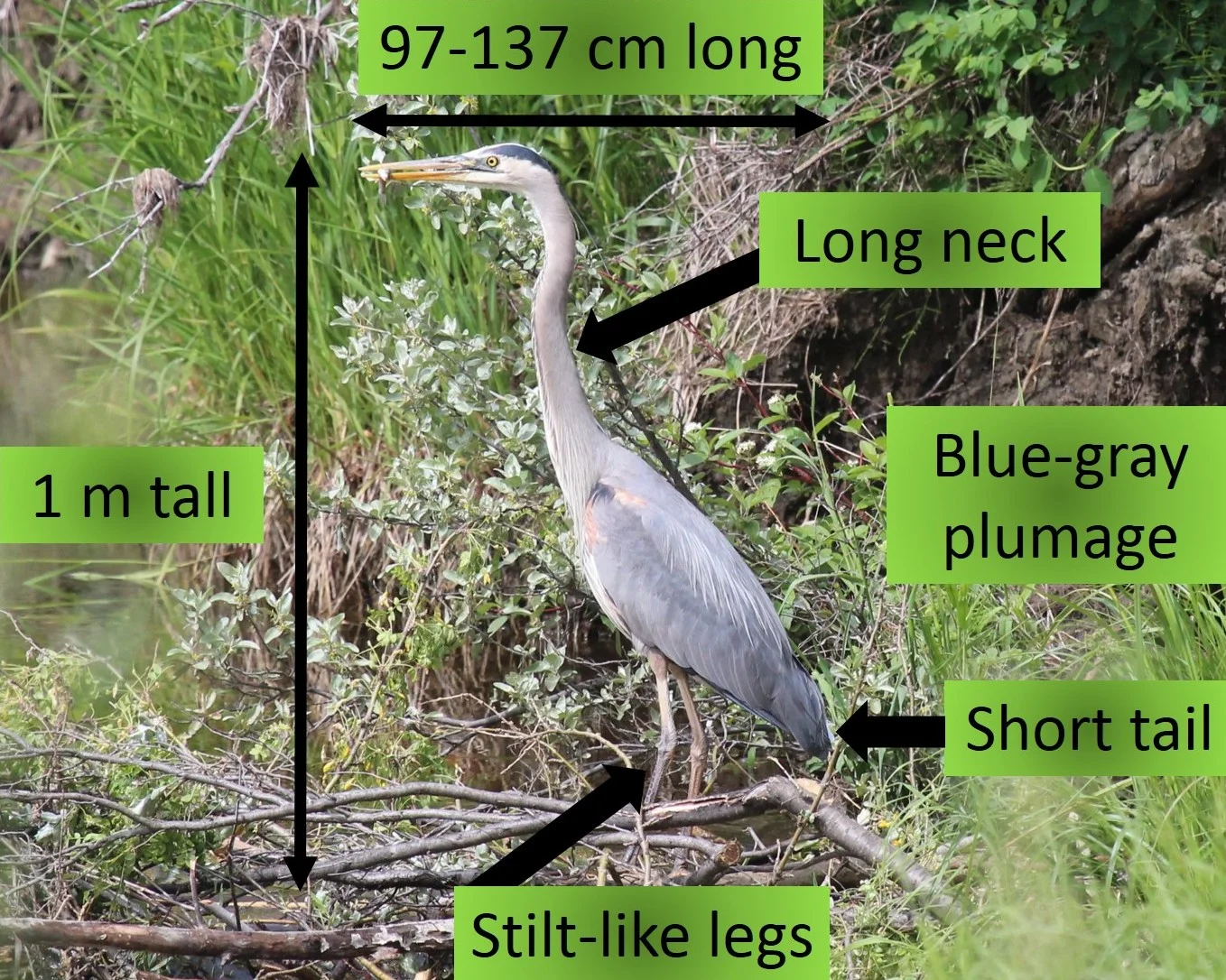 Photo by Betty Fisher