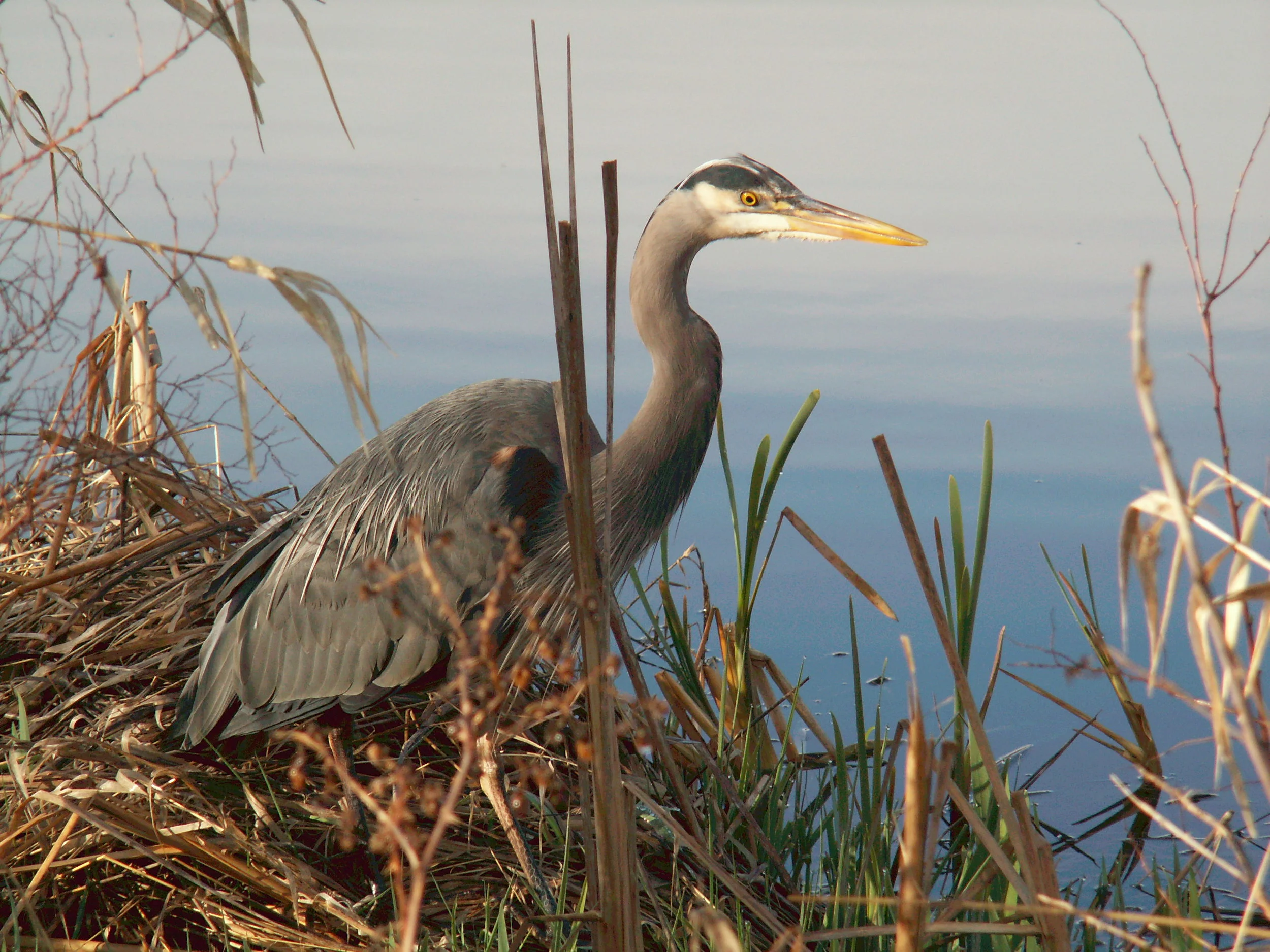 Great Blue Heron