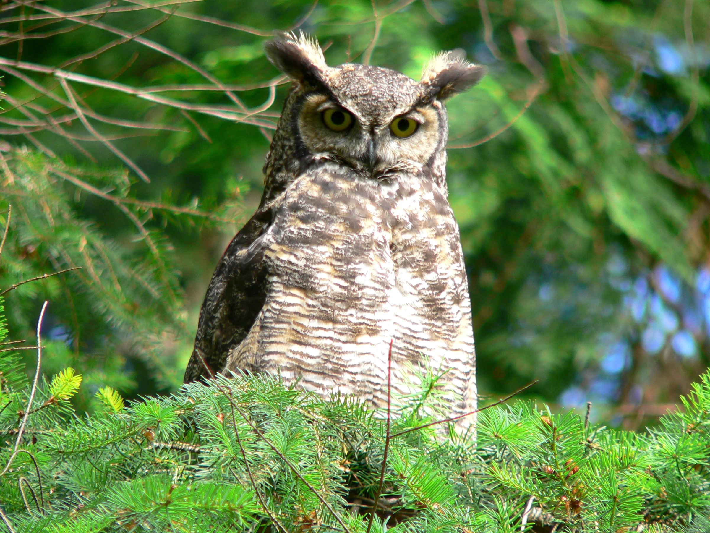 Spruce Bow by Doris May