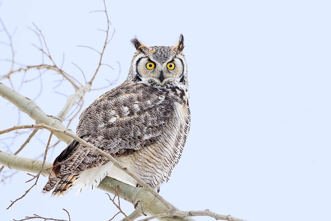 Great Horned Owl — Edmonton & Area Land Trust