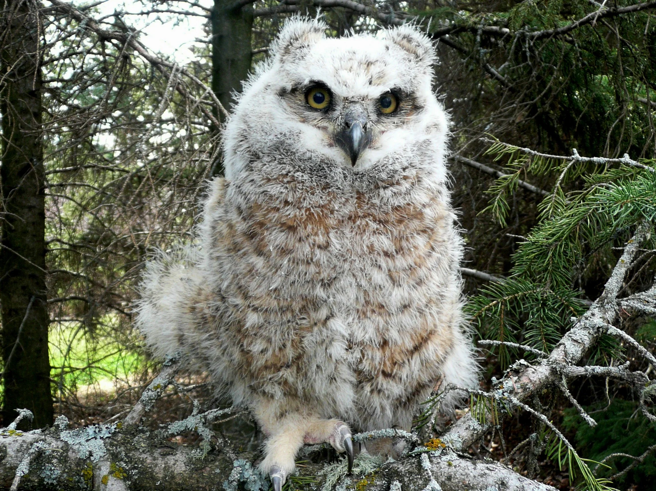 Great Horned Owlet by Marg Reine