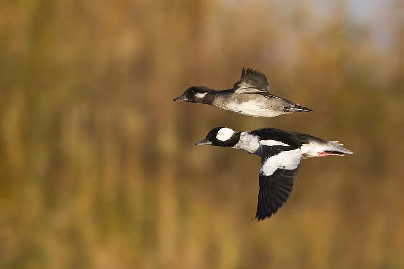 M &amp; F in flight by Gerald Romanchuk