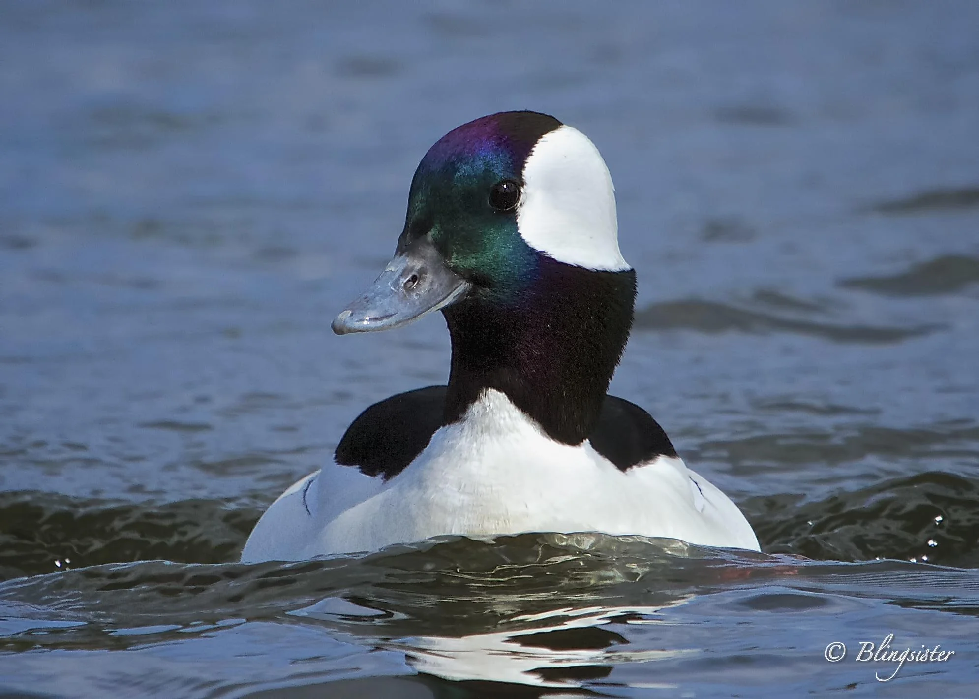 Bufflehead