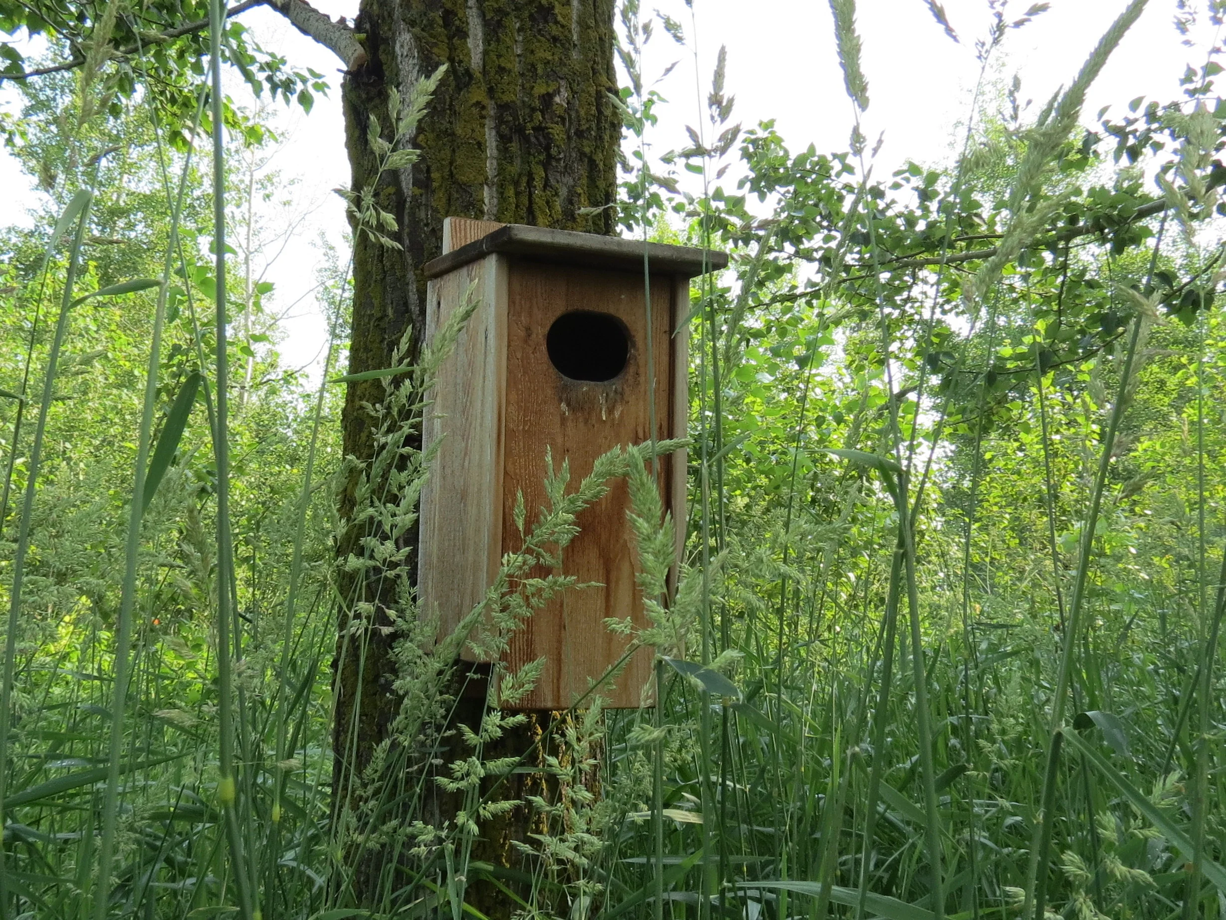 Duck nest box at Golden Ranches