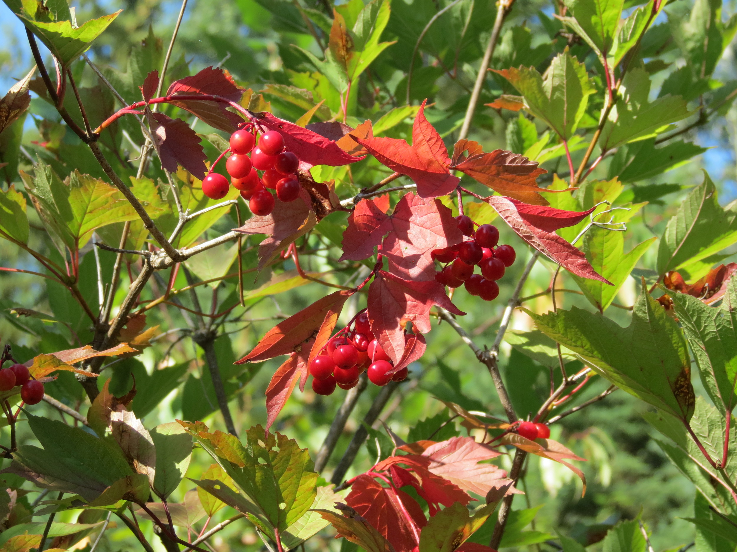 high bush cranberry - EALT.JPG
