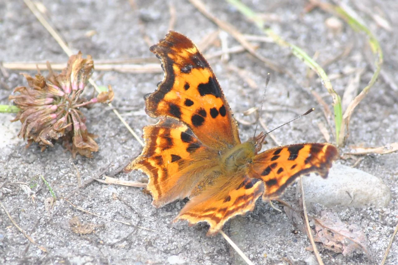 Satyr Anglewing by Colleen Raymond