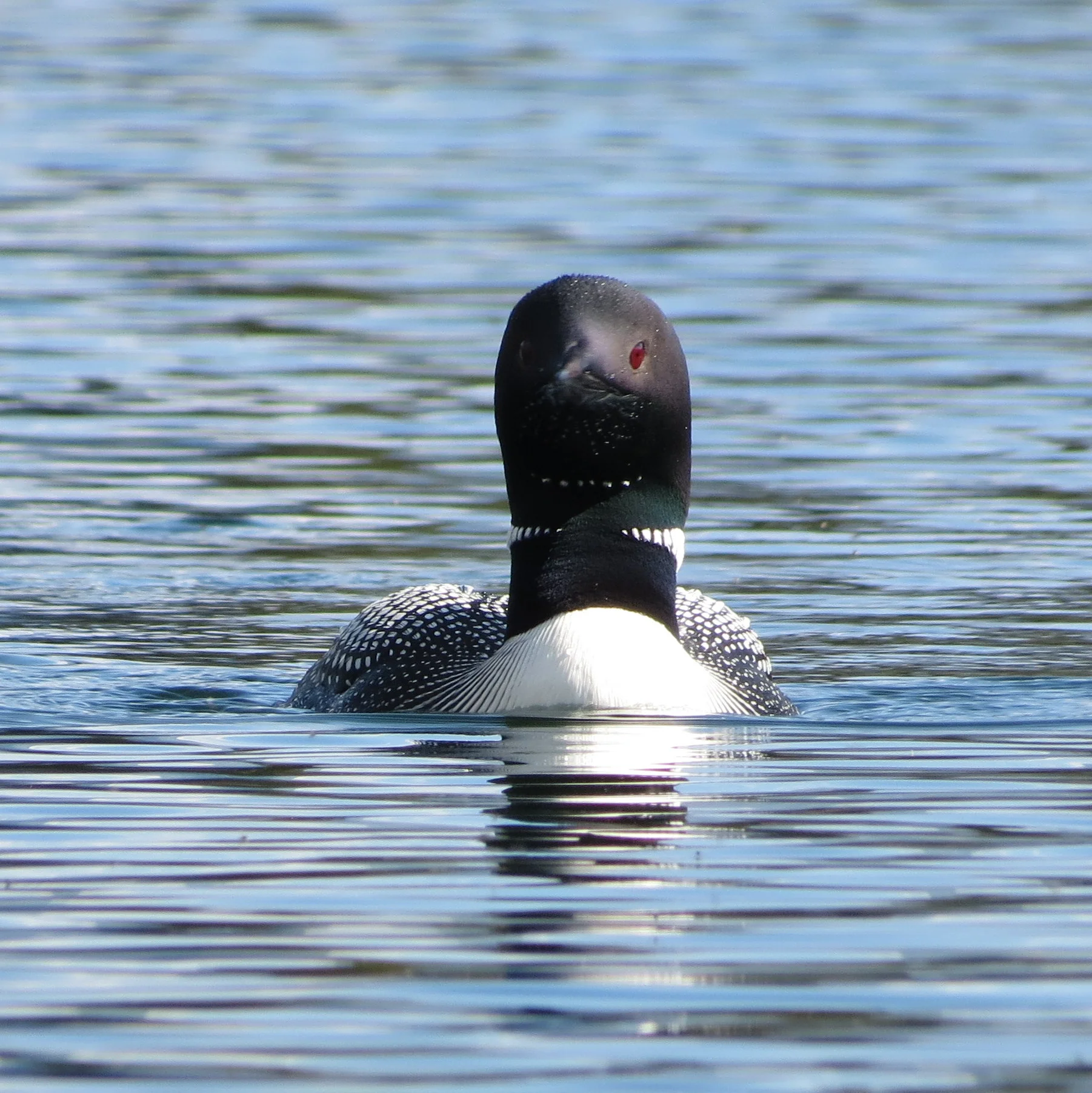 Common Loon
