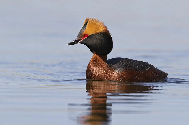 Horned Grebe by Gerald Romanchuk