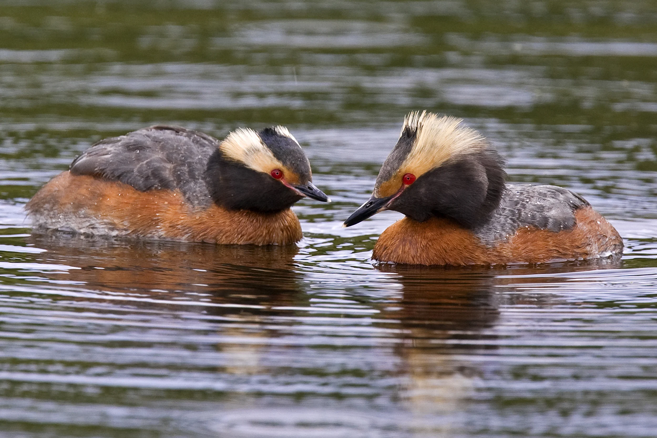 Photo by Denali National Park