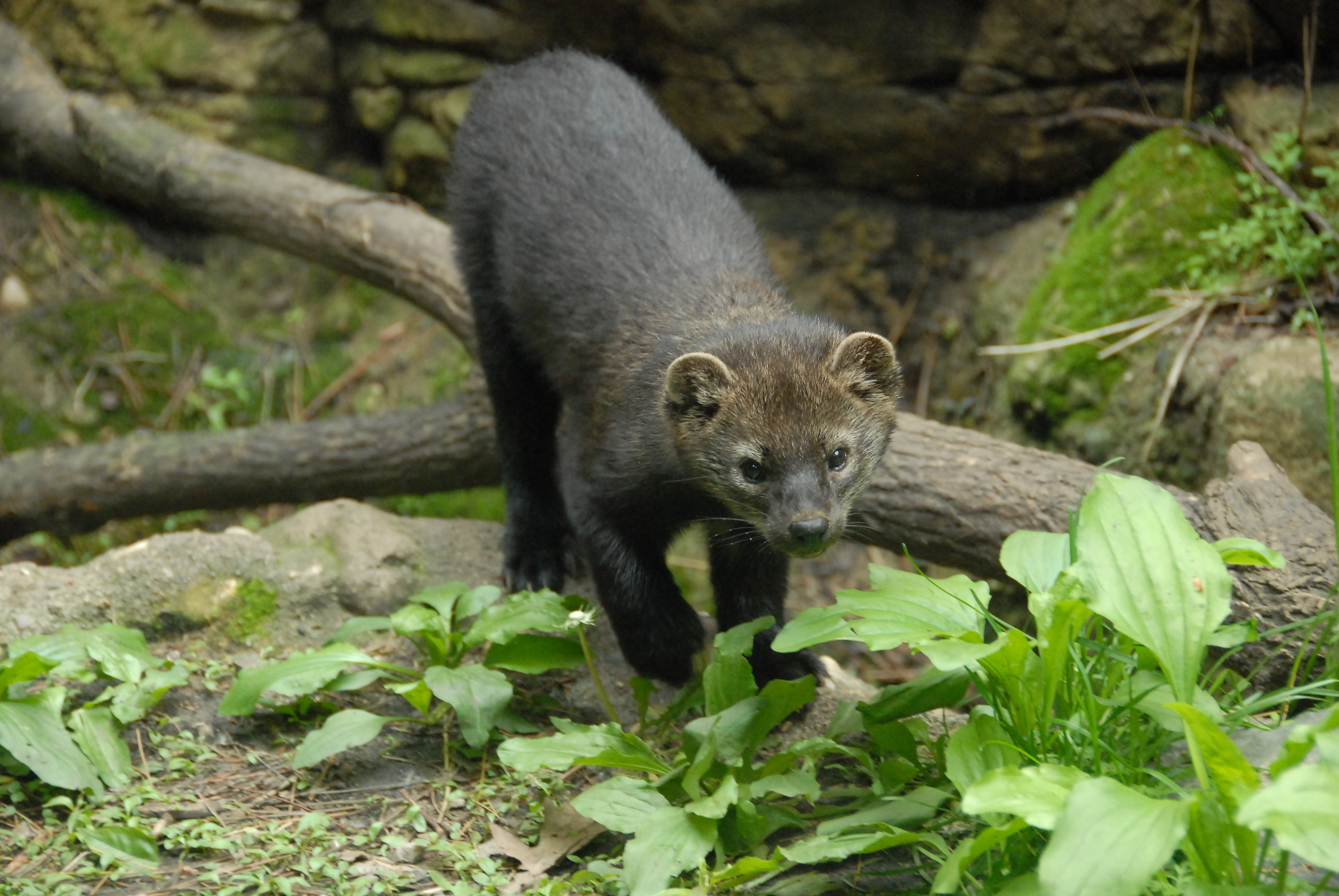 Fisher — Edmonton & Area Land Trust