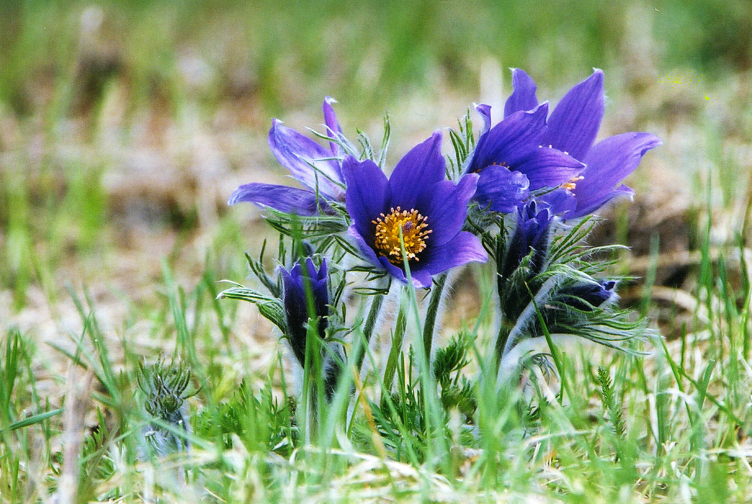 Betty Fisher_Prairie crocus.jpg