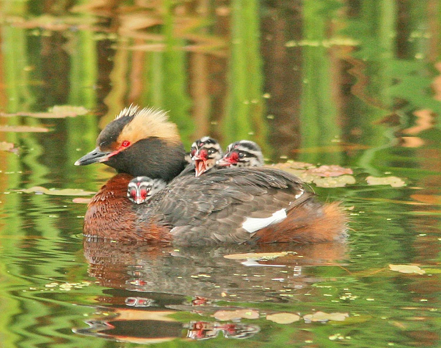Horned Grebe family by Don Delaney