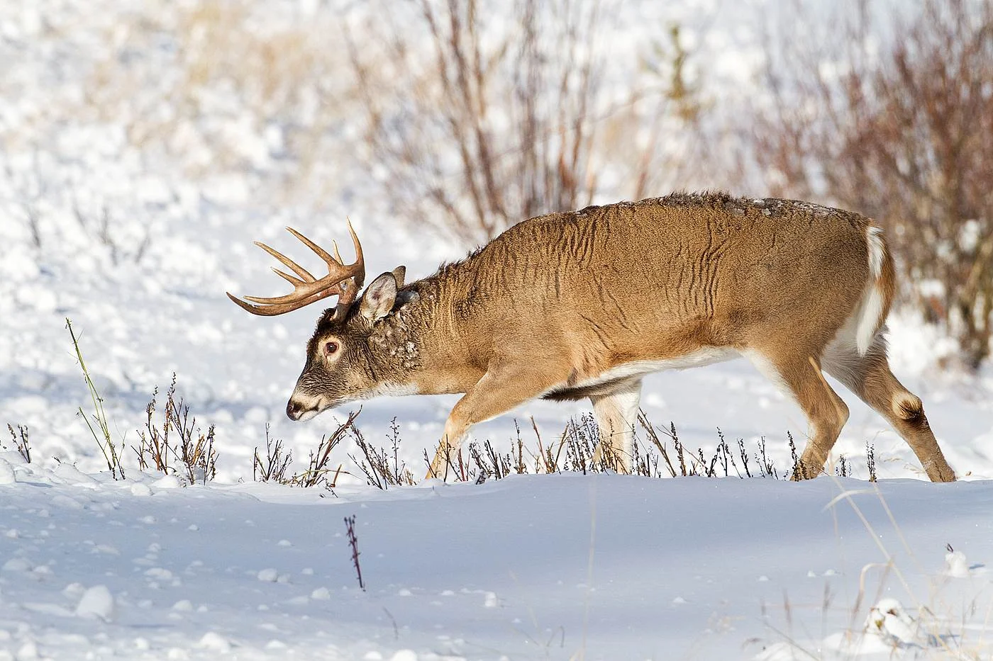 White-tailed Buck by Gerald Romanchuk