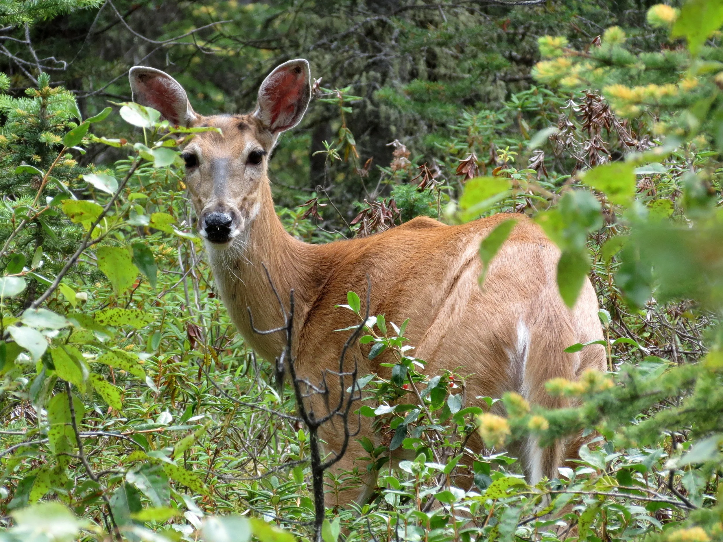 White-tailed Deer