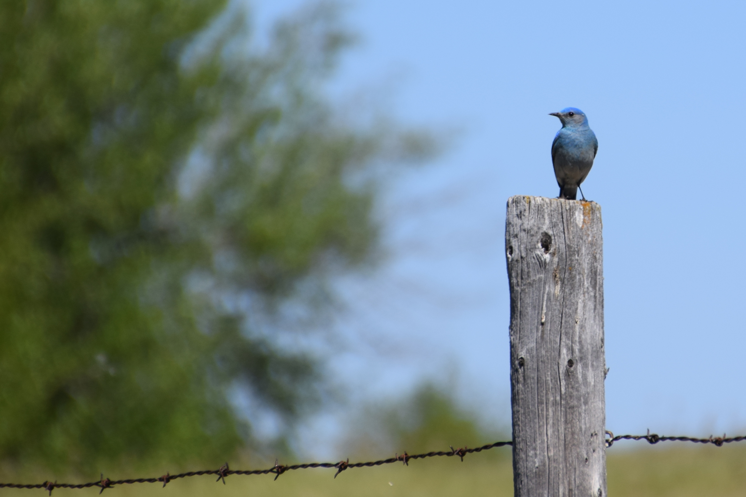 mountain bluebird - EALT.JPG