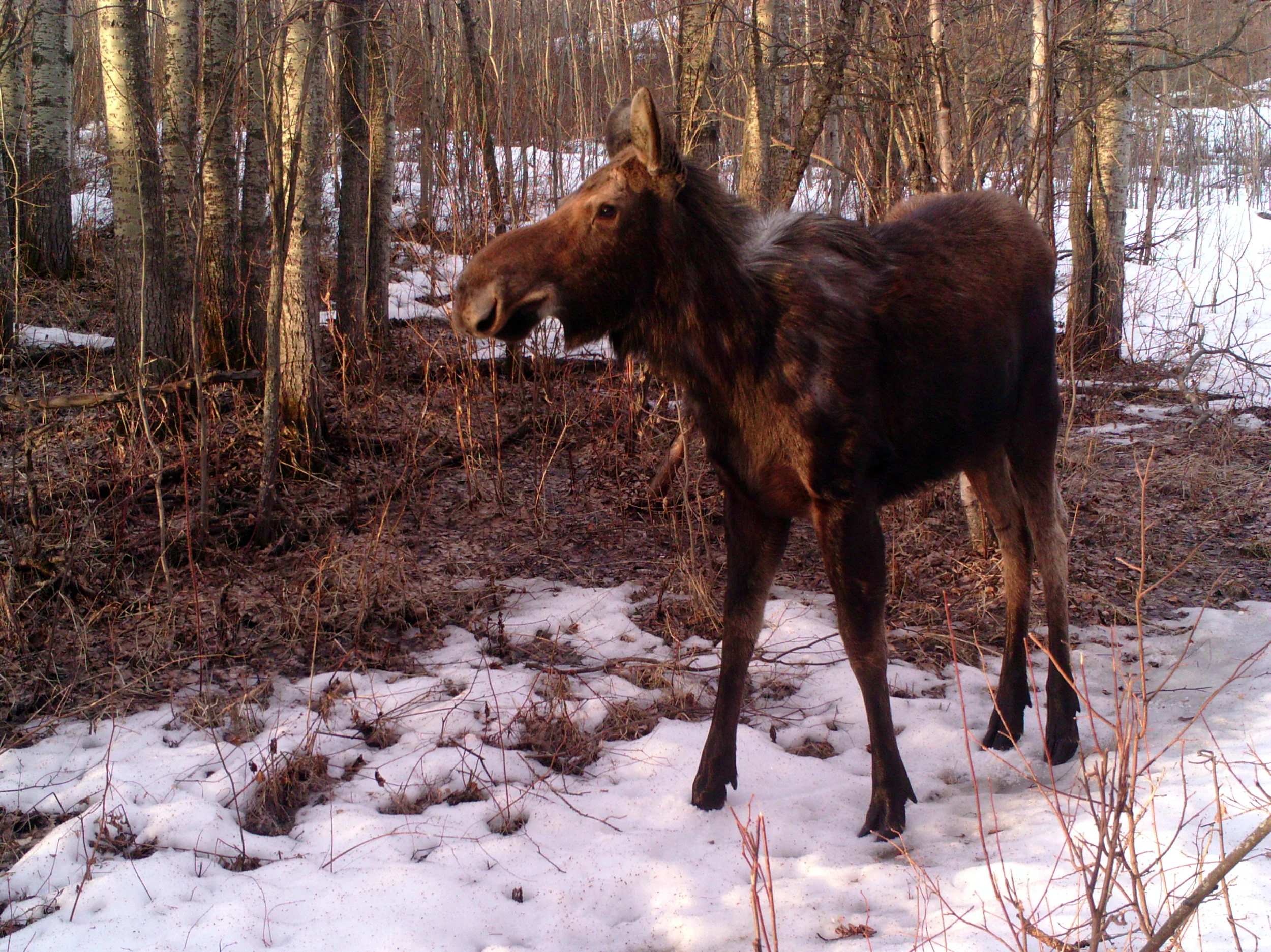EALT Wildlife Camera - Glory Hills