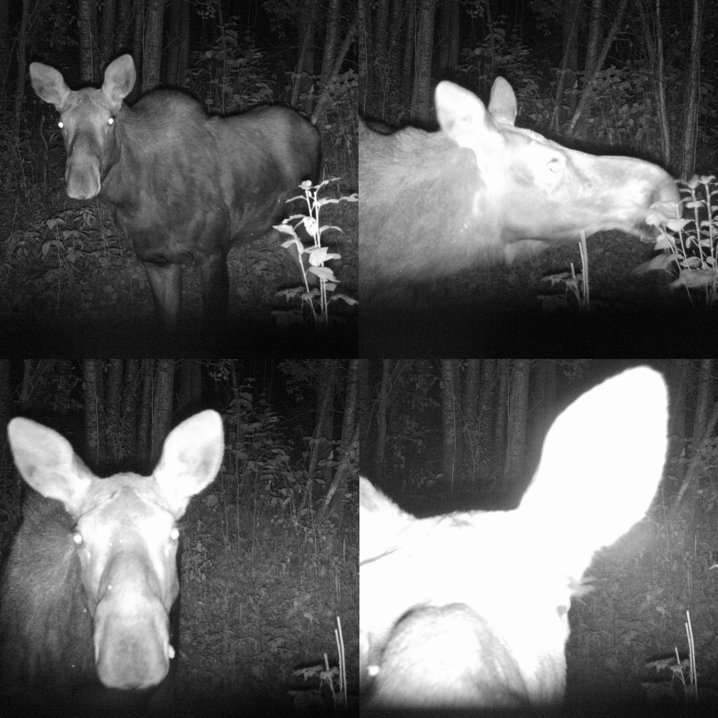 Curious moose checking out our Glory Hills Wildlife Camera