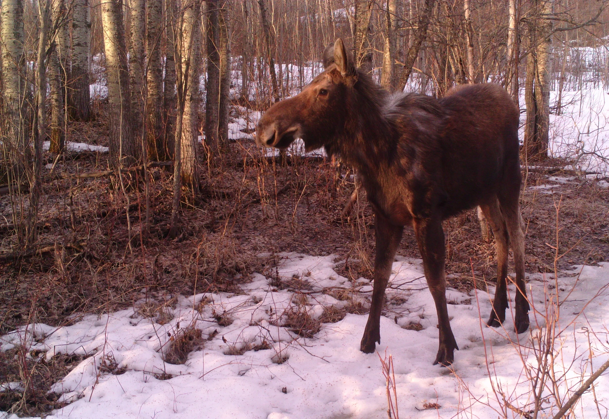 Photo from Glory Hills Wildlife Camera