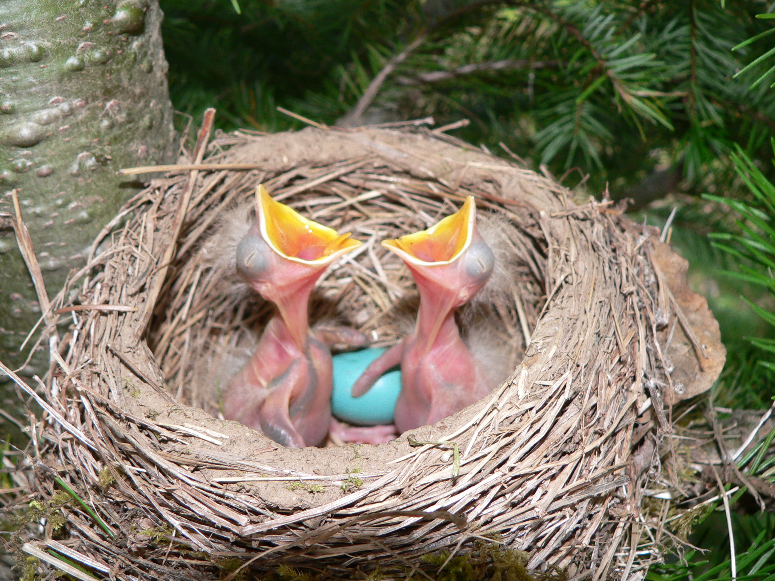 Robin nest 2 - Doris May.jpg