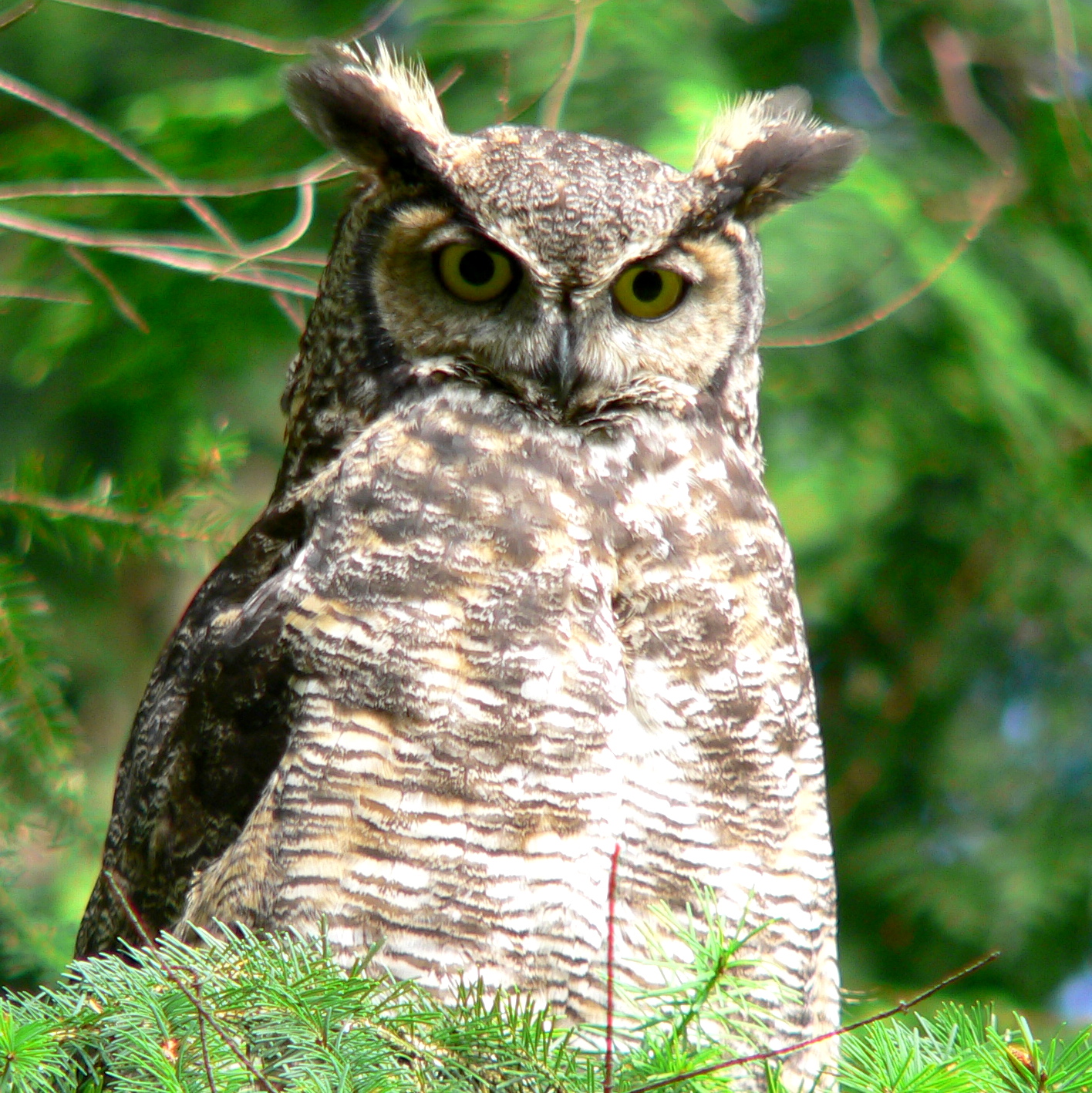 great horned owl - Doris May.jpg