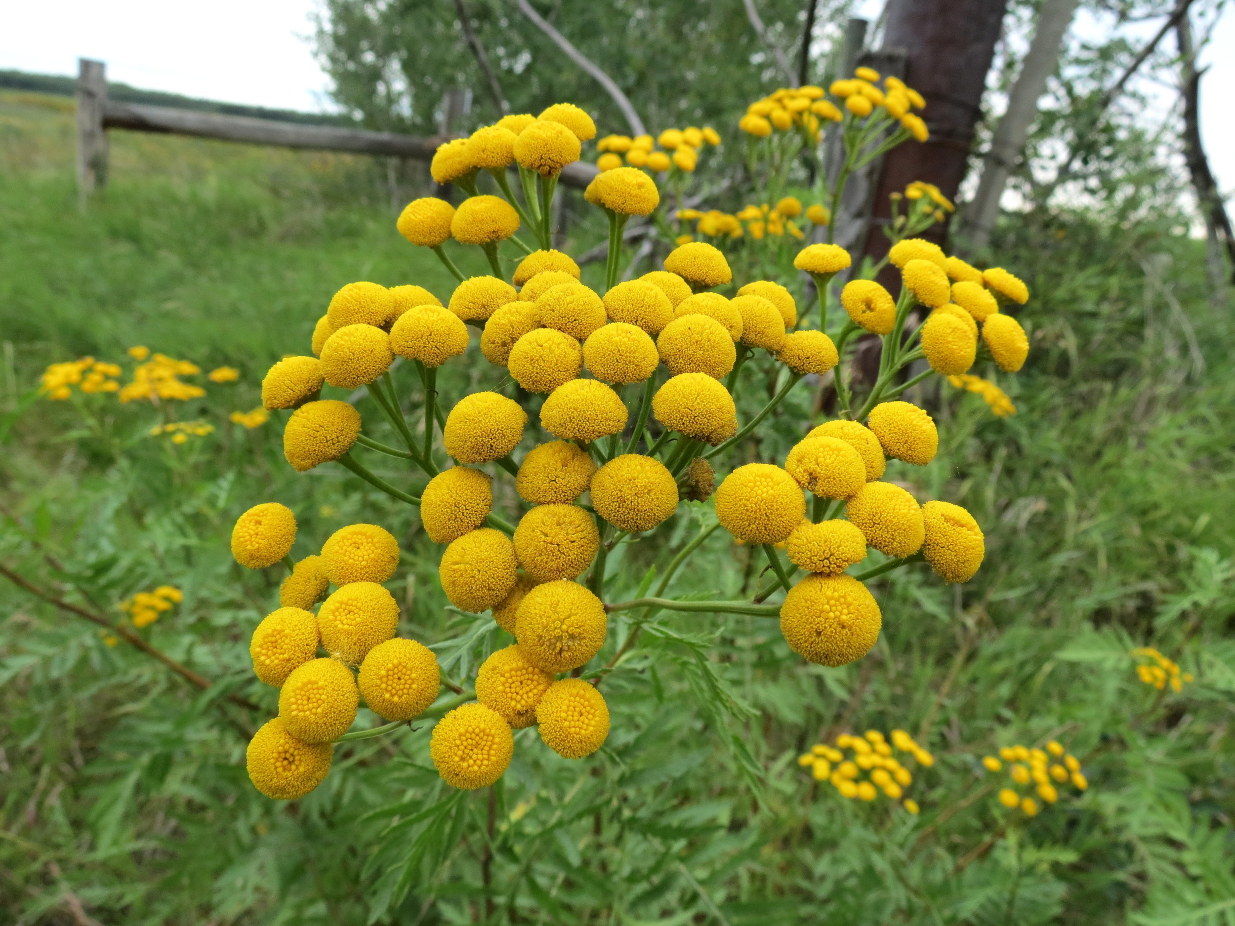 Common tansy