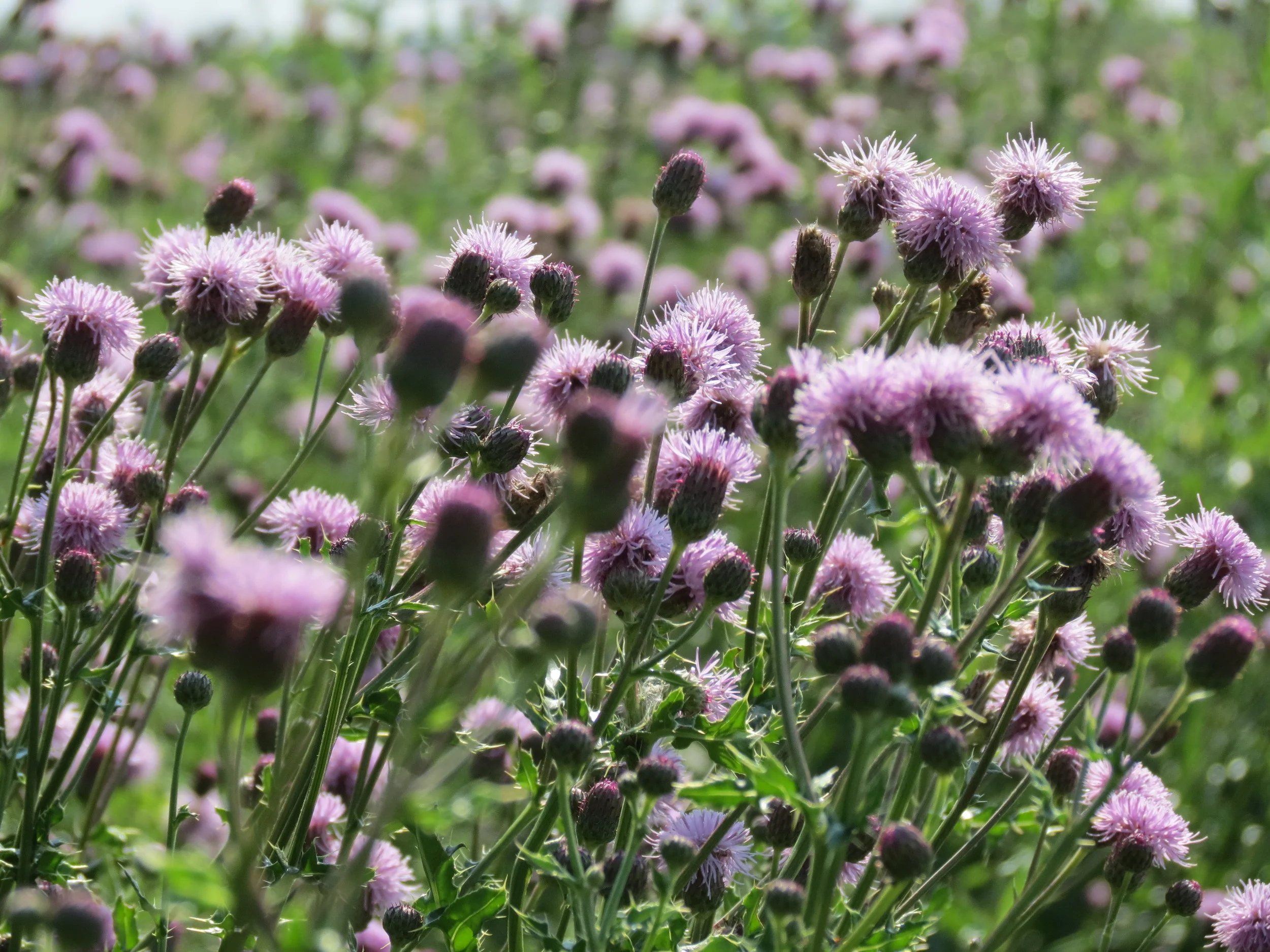 Canada thistle. How many seeds would be produced by the flowers in this photo?