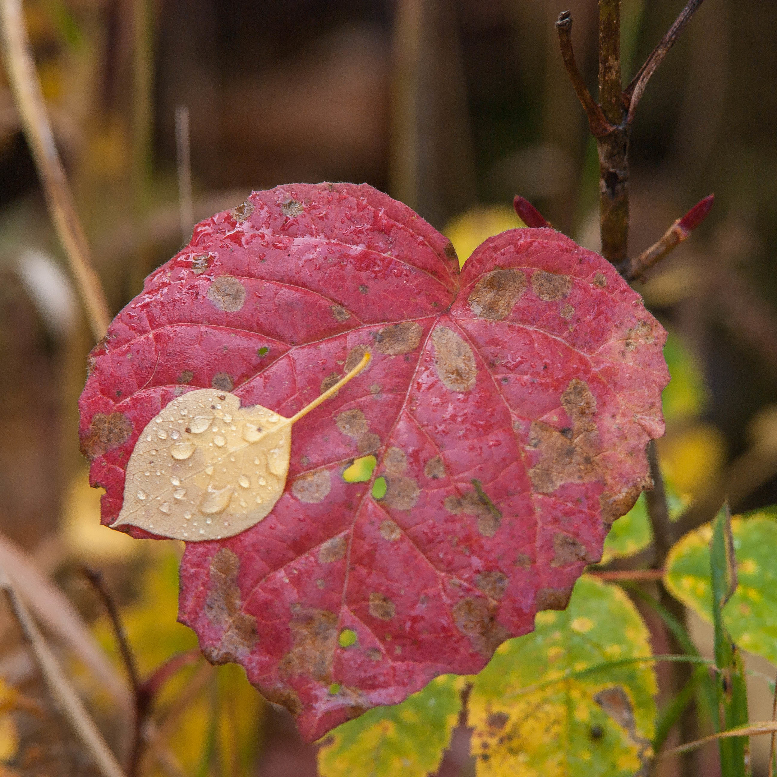 Autumn leaves by Steve Ricketts