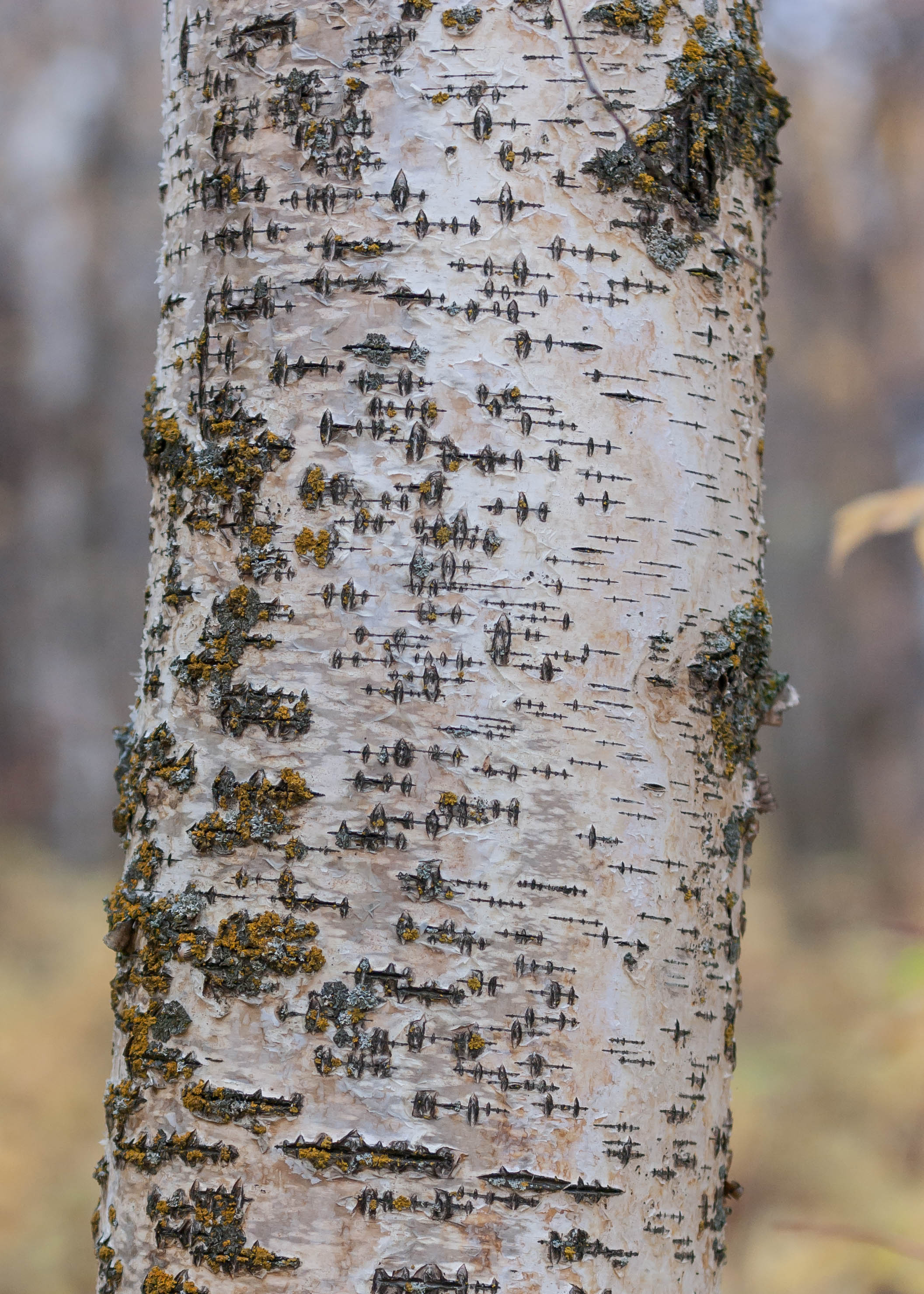 Tree seismograph by Steve Ricketts