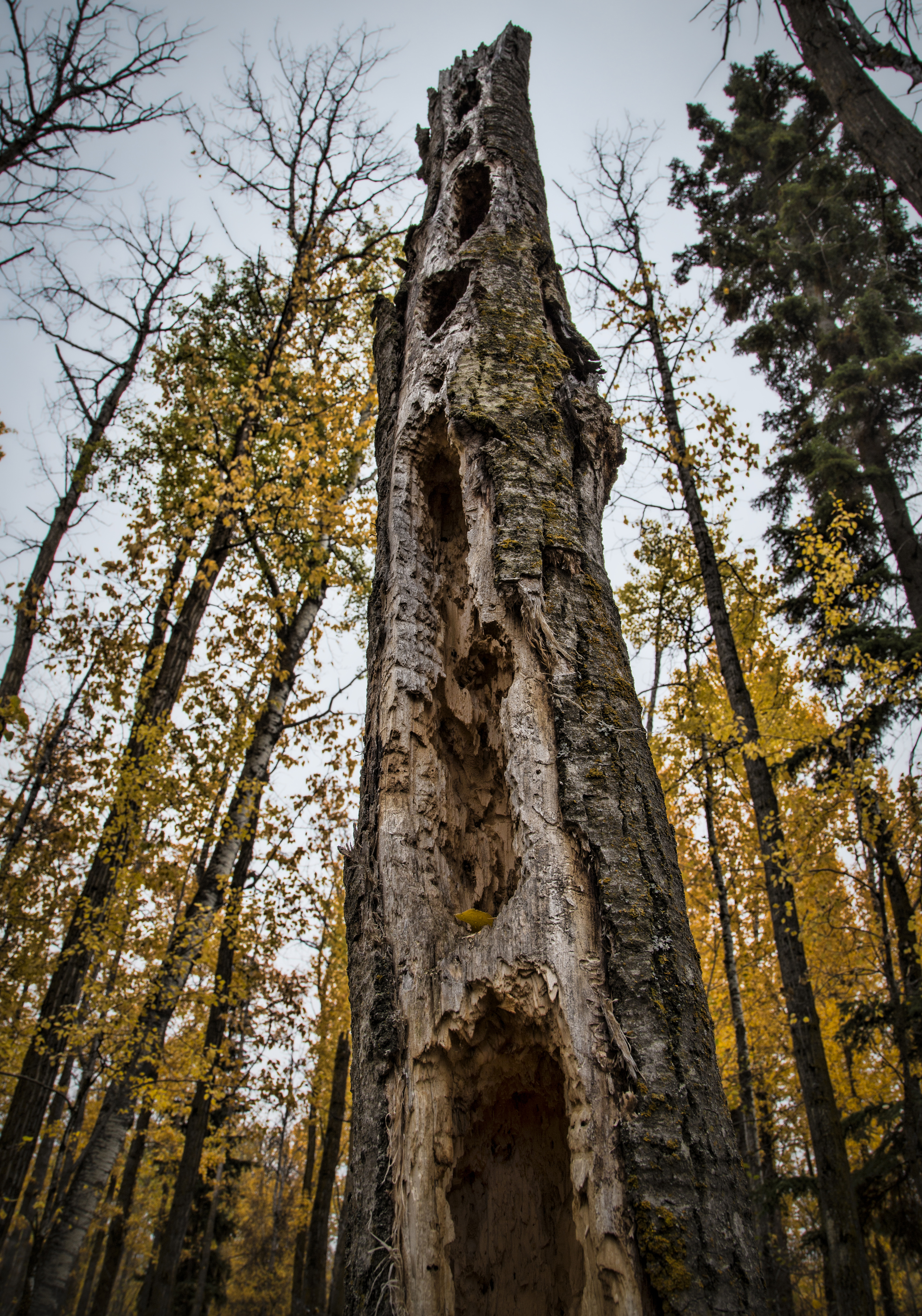 Totem by R. Burkholder