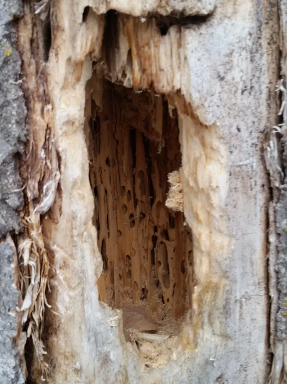 Pileated woodpecker feeding hole