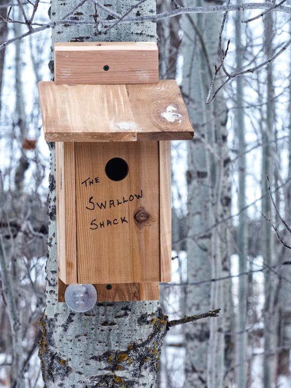 Swallow Shack by Roxy Hastings