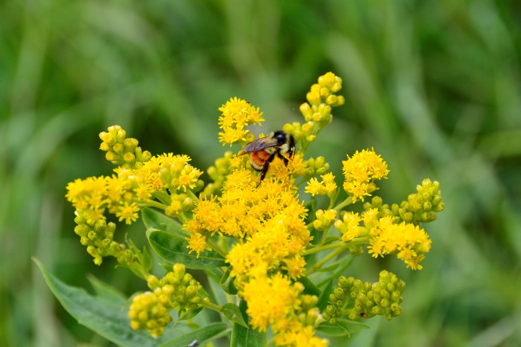 bee and goldenrod - Marg Reine.jpg