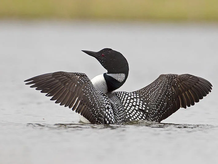 Common Loon display by Gerald Romanchuk