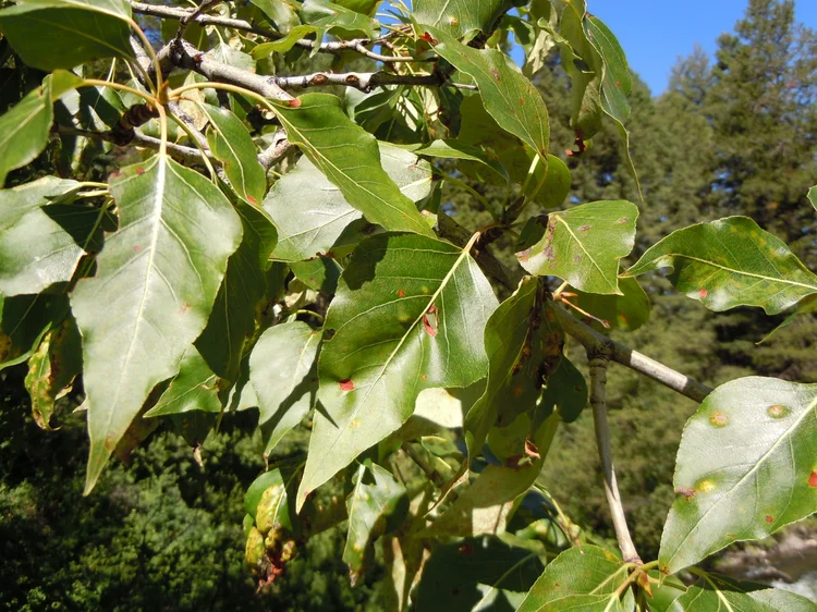 Fun Facts Terrific Trees Edmonton Area Land Trust