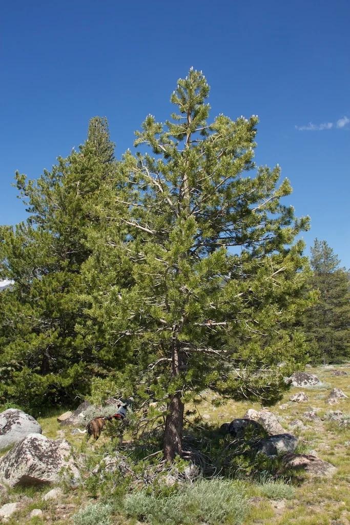 Fun Facts Terrific Trees — Edmonton & Area Land Trust