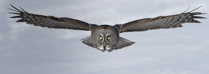 Great Grey Owl by Gordon Court