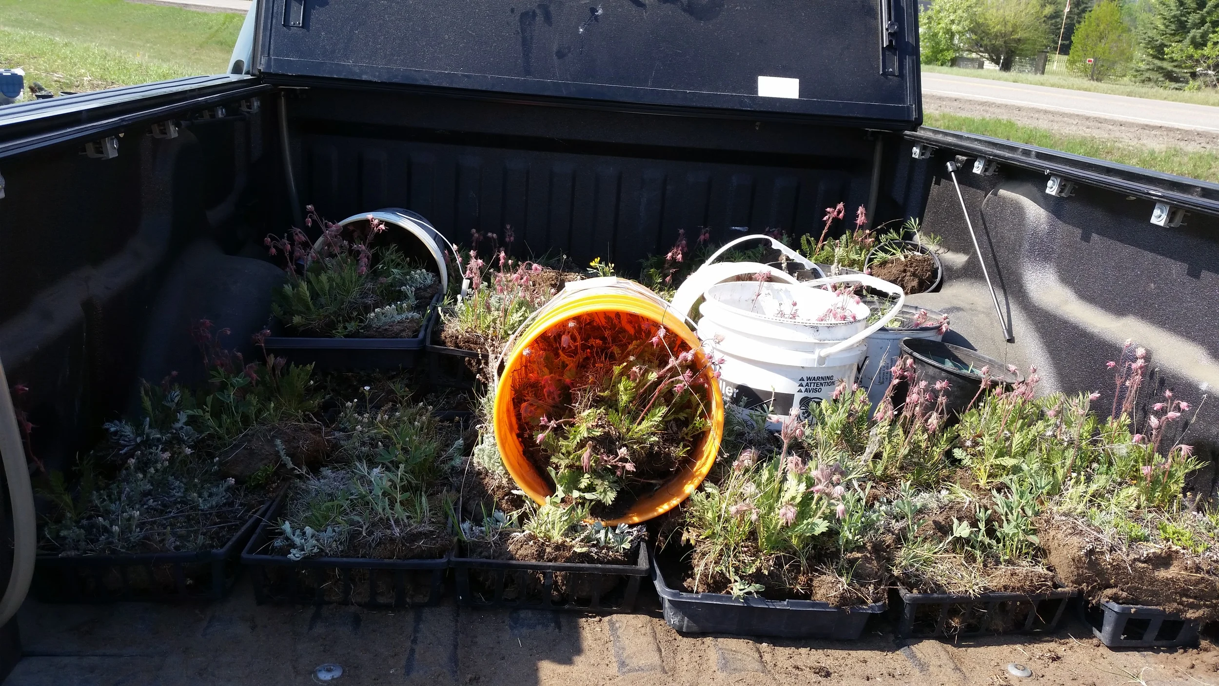 Steph's truck bed filled with plants.