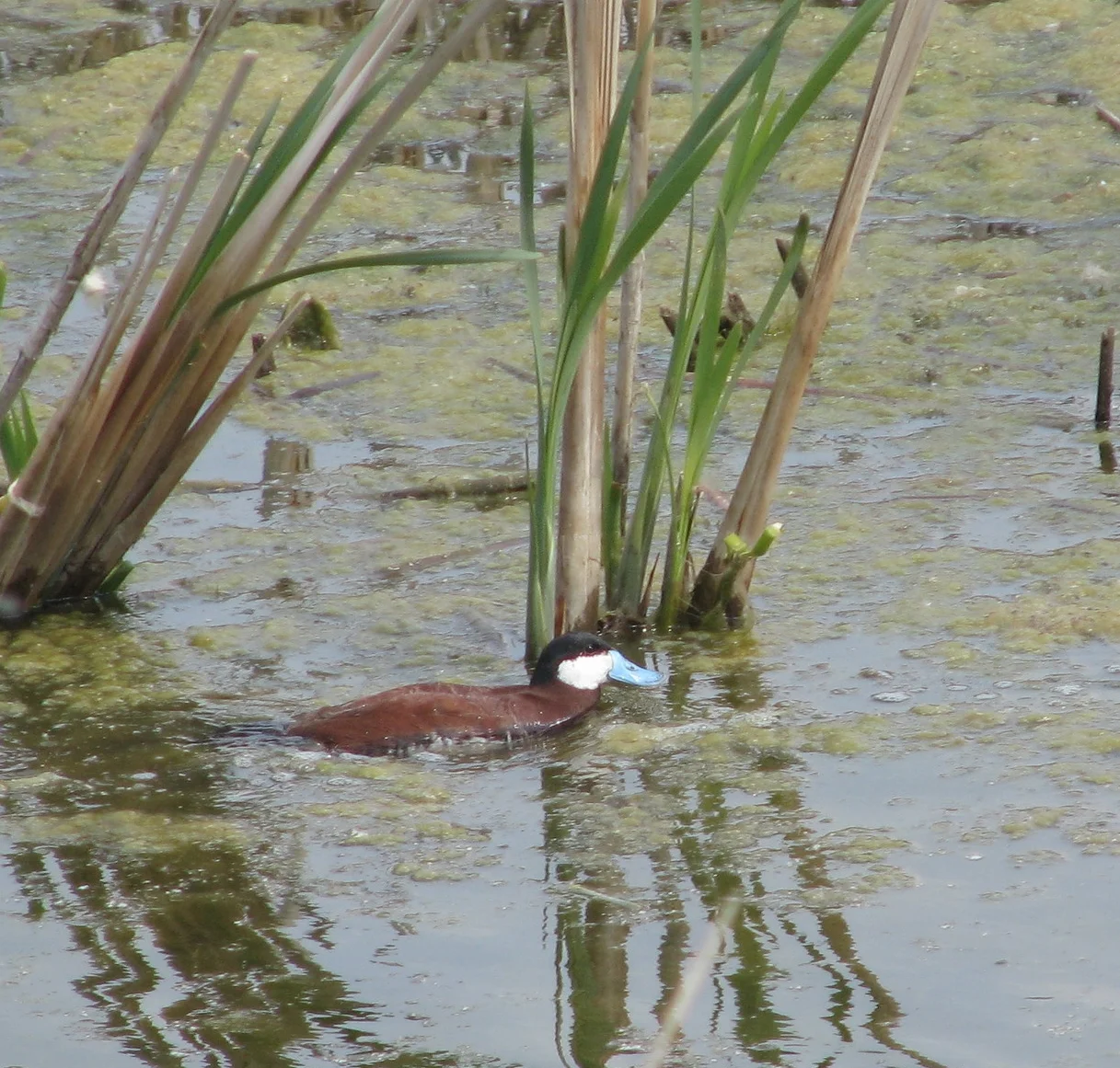 Male Ruddy Duck with brilliant blue bill.