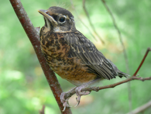 Fledglings often have different colouring than adults of the same species, such as this robin fledgling
