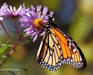 Butterflies are brightly coloured, and hold their wings up vertically into the air